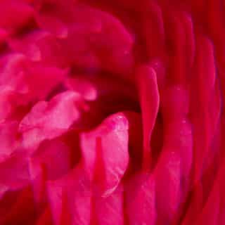 Gingembre Rouge Weldadig Geparfumeerd Water