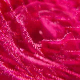 Rose Weldadig Geparfumeerd Water