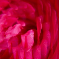 Gingembre Rouge Weldadig Geparfumeerd Water