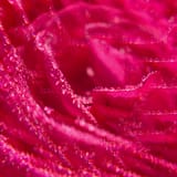 Rose Weldadig Geparfumeerd Water