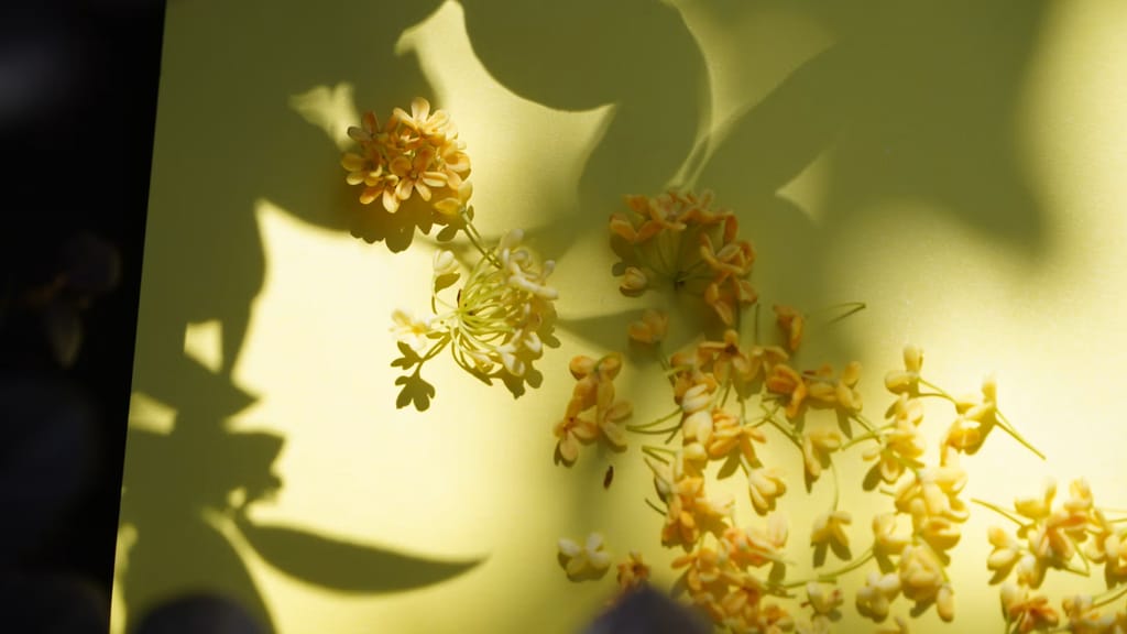 Osmanthus: de bloem die naar abrikoos ruikt – ontdekking van een zeldzame noot